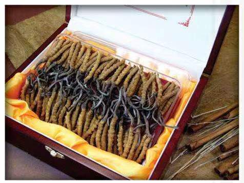 浑南冬虫夏草回收